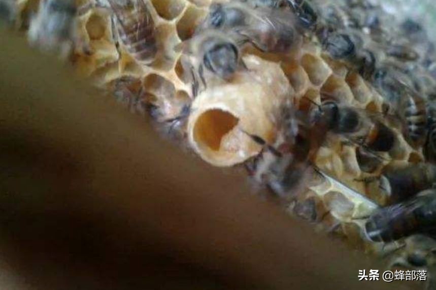 传统蜜蜂如何养才能强大,土养蜜蜂工蜂产卵怎么补救