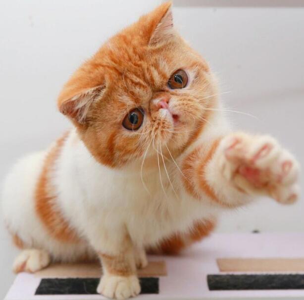 猫界中最通人性的几种猫你养了吗,蓝猫和蓝白猫的脾气温顺些