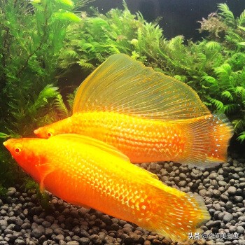 水中精灵鱼儿戏水,水中精灵鱼缸