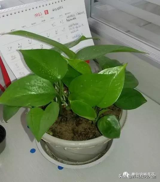 绿萝铜钱草家庭养殖,绿萝发财树黄叶子怎么办呢