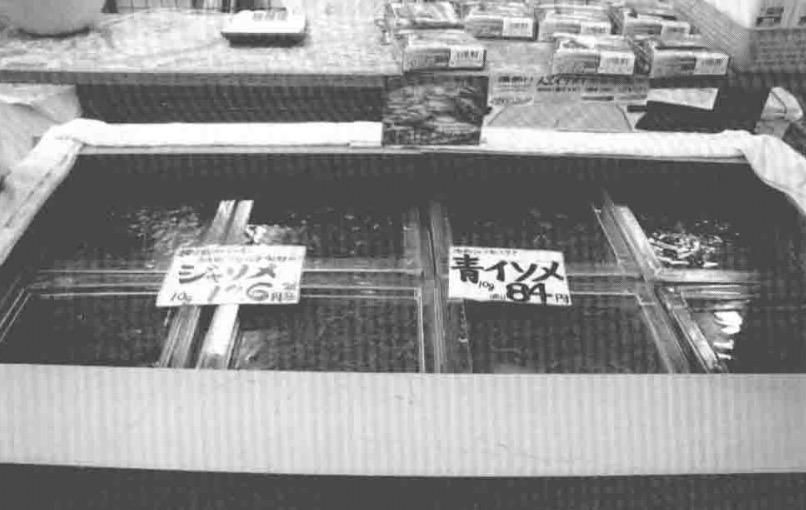 「日本专业海钓入门投钓书籍」活虫饵投钓重要的是保持虫饵新鲜