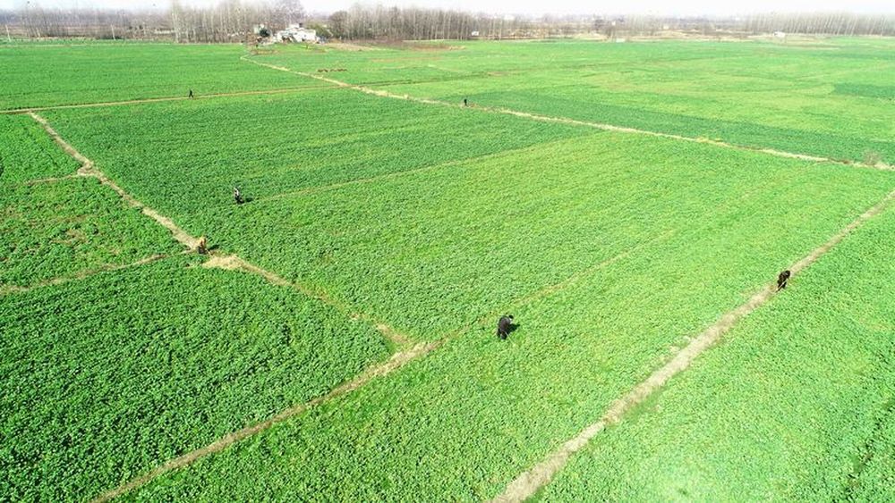 春风吹放映山红——河南信阳统筹打赢疫情防控和脱贫攻坚两场“硬仗”走笔