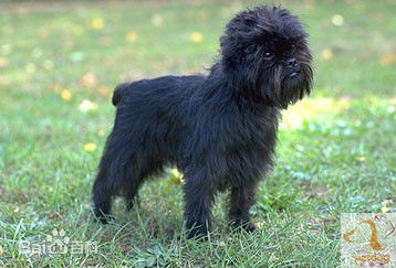 不掉毛无体味性格温顺的小型犬,宠物狗大全表