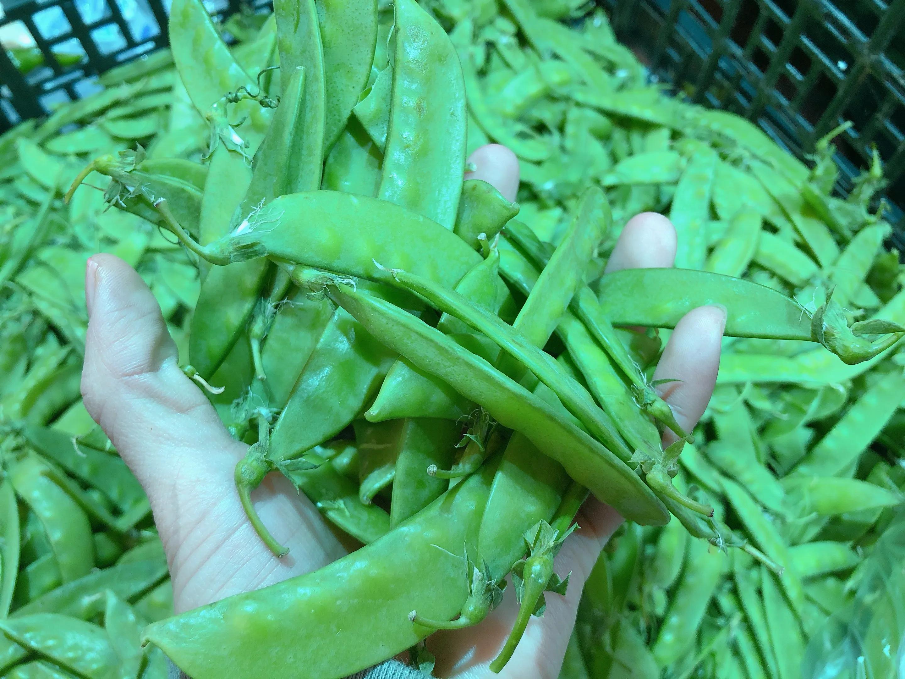 荷兰豆怎么辨别熟了,荷兰豆挑选