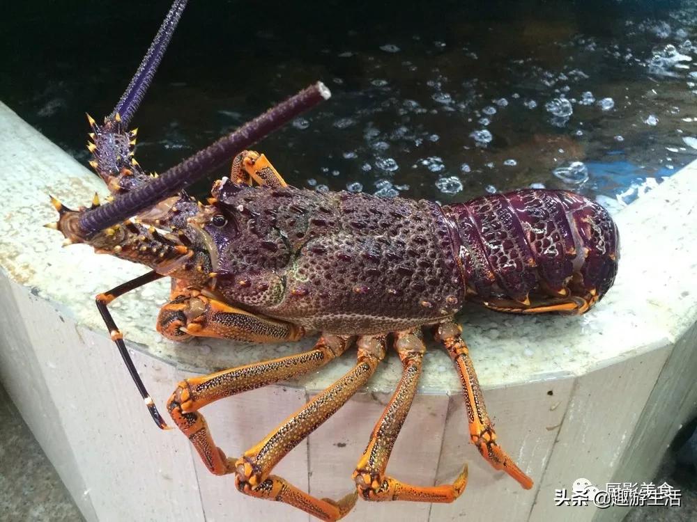 世界上的各种龙虾,世界上最大龙虾