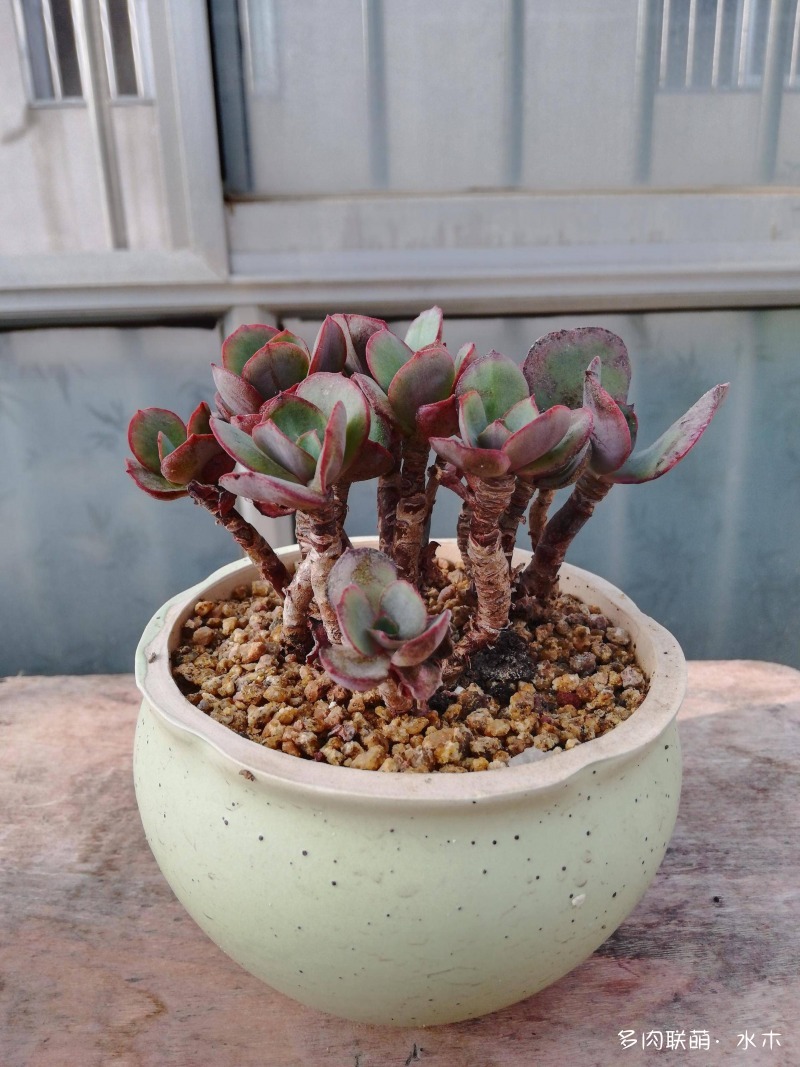 这才是多肉夏天该有的样子,多肉短期内颜值最高的时刻