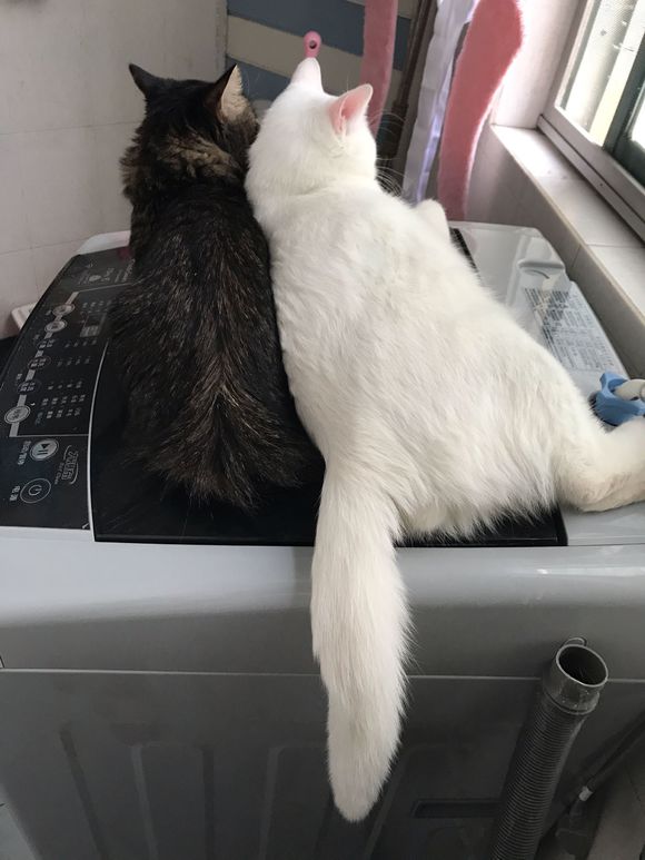 如何区别猫咪是口炎还是口腔溃疡,猫咪花了三千多治病