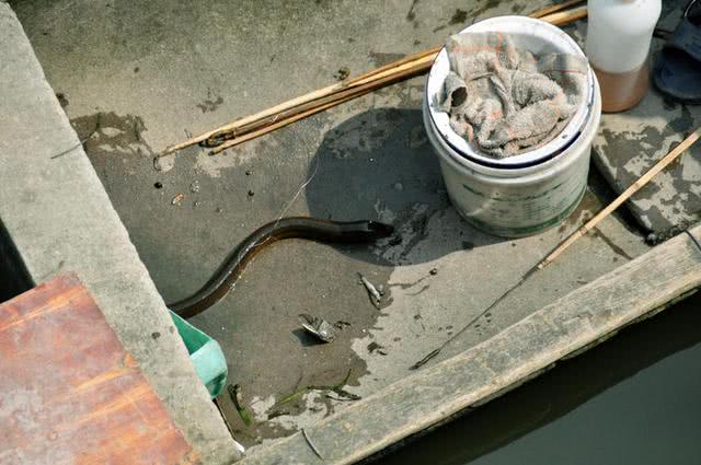 为什么河岸边石头缝里钓到的黄鳝更肥更大?老头给了我答案