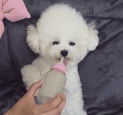 明明有猫窝就是不睡,冬天狗子睡地板不睡狗窝