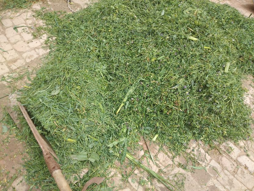 目前是养牛前景好还是养羊前景好,养羊和养牛哪个适合规模化养殖