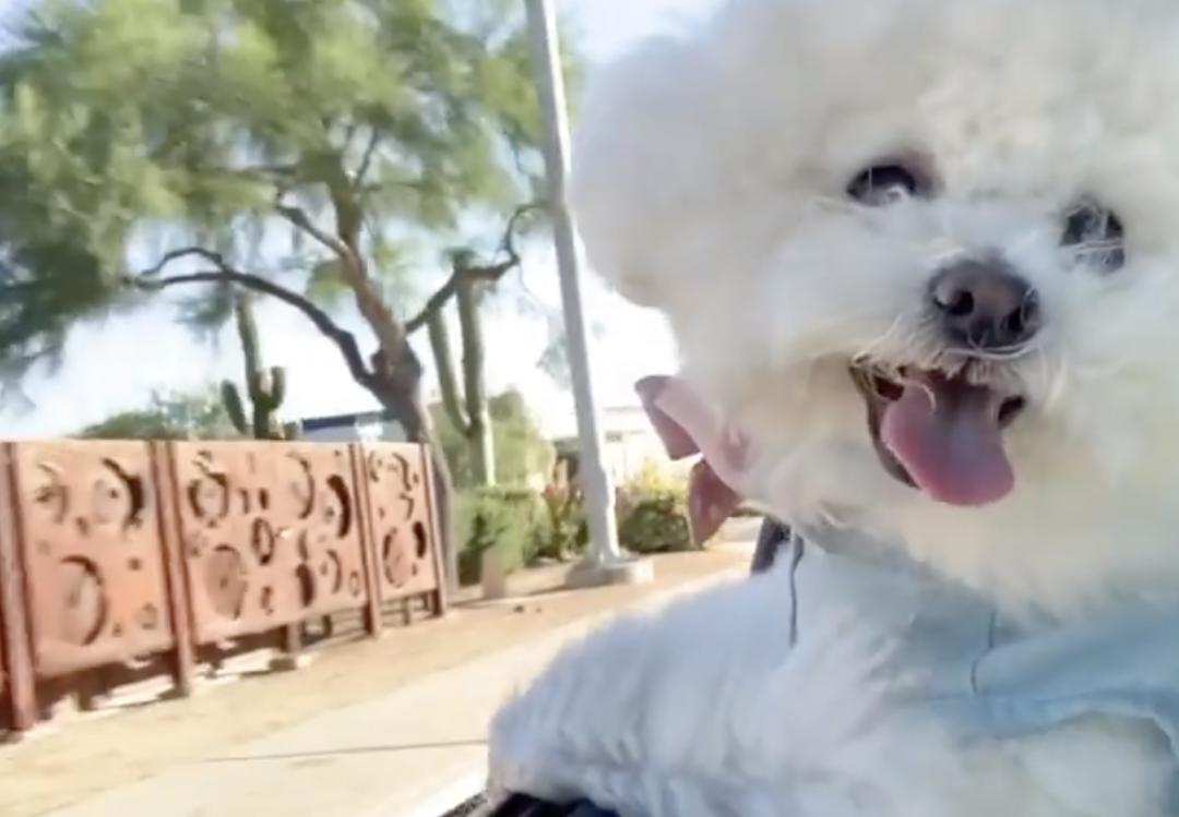 萌犬犬种,萌犬二十种名称