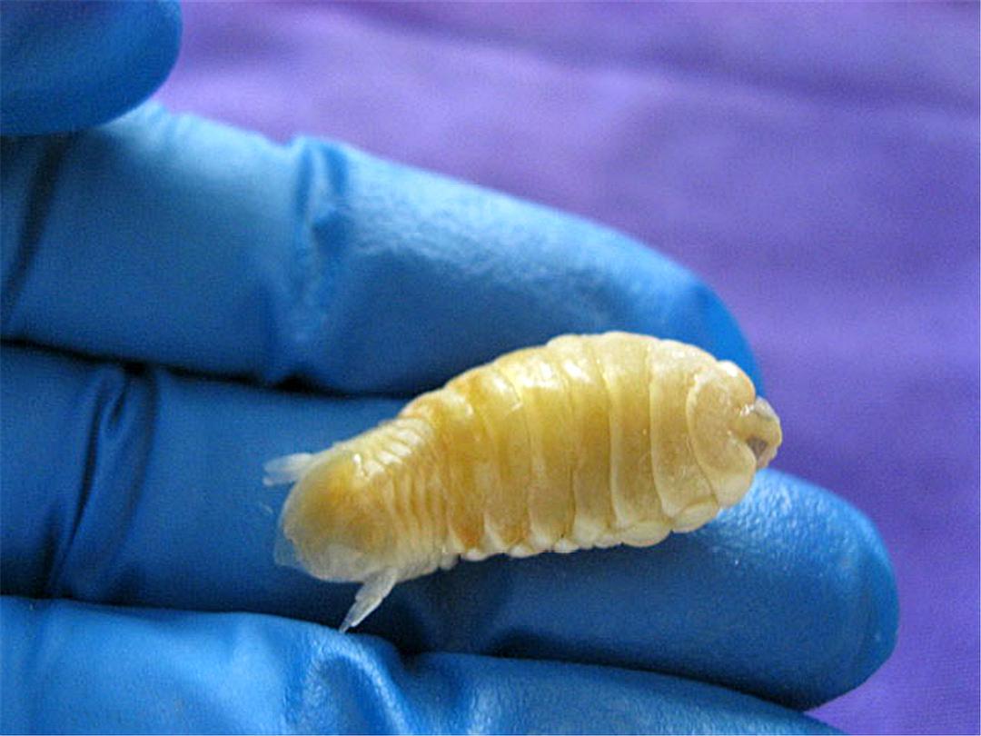 寄生虫咬断鱼的舌头,有什么寄生虫可以改变性别