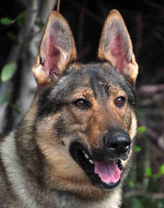 云南警犬昆明犬,央视昆明犬