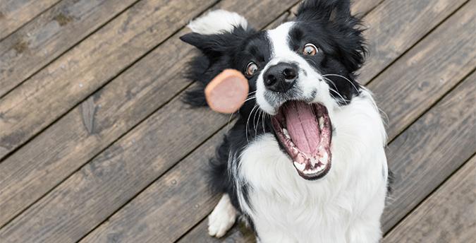 别什么都往狗狗的嘴巴里塞，即使是有狗字的热狗也不行，得看配料