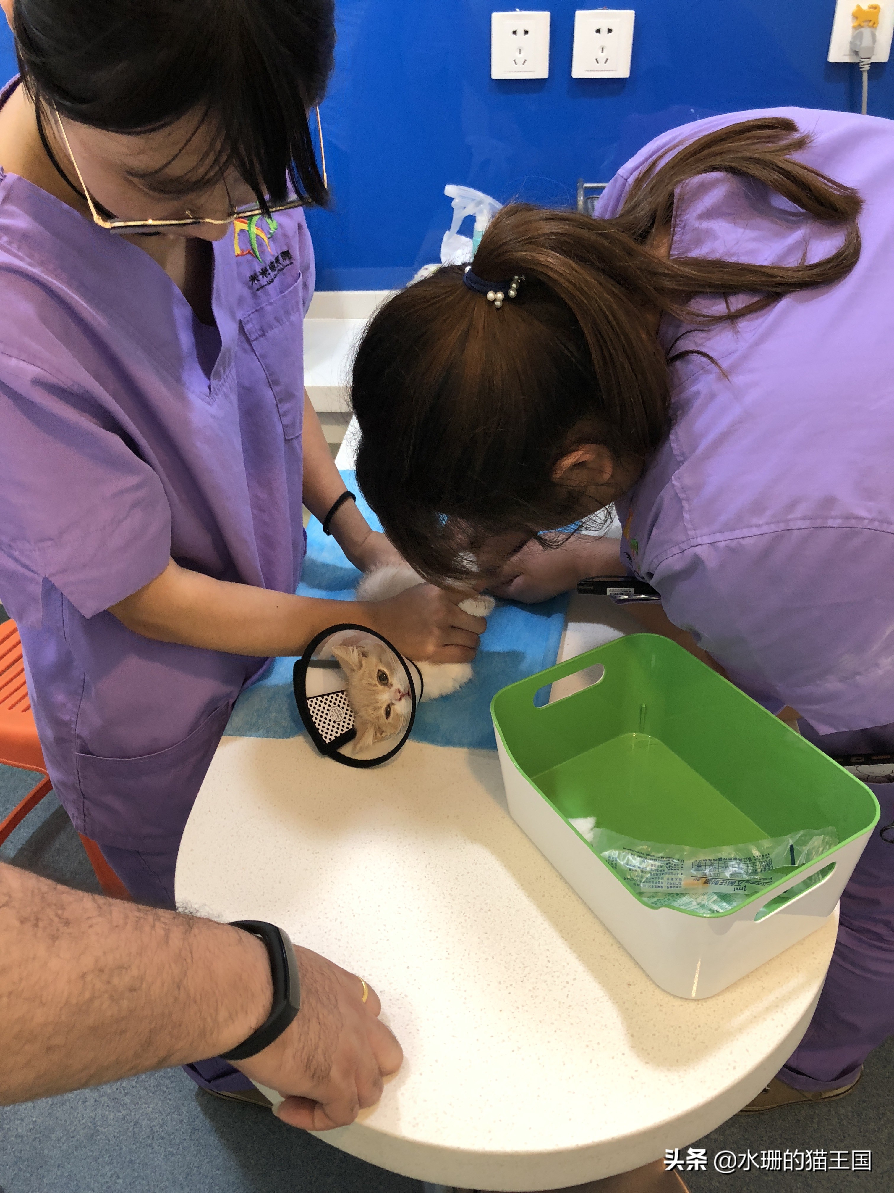 对猫咪过敏的症状怎么消除,人对猫咪过敏的症状怎么消除