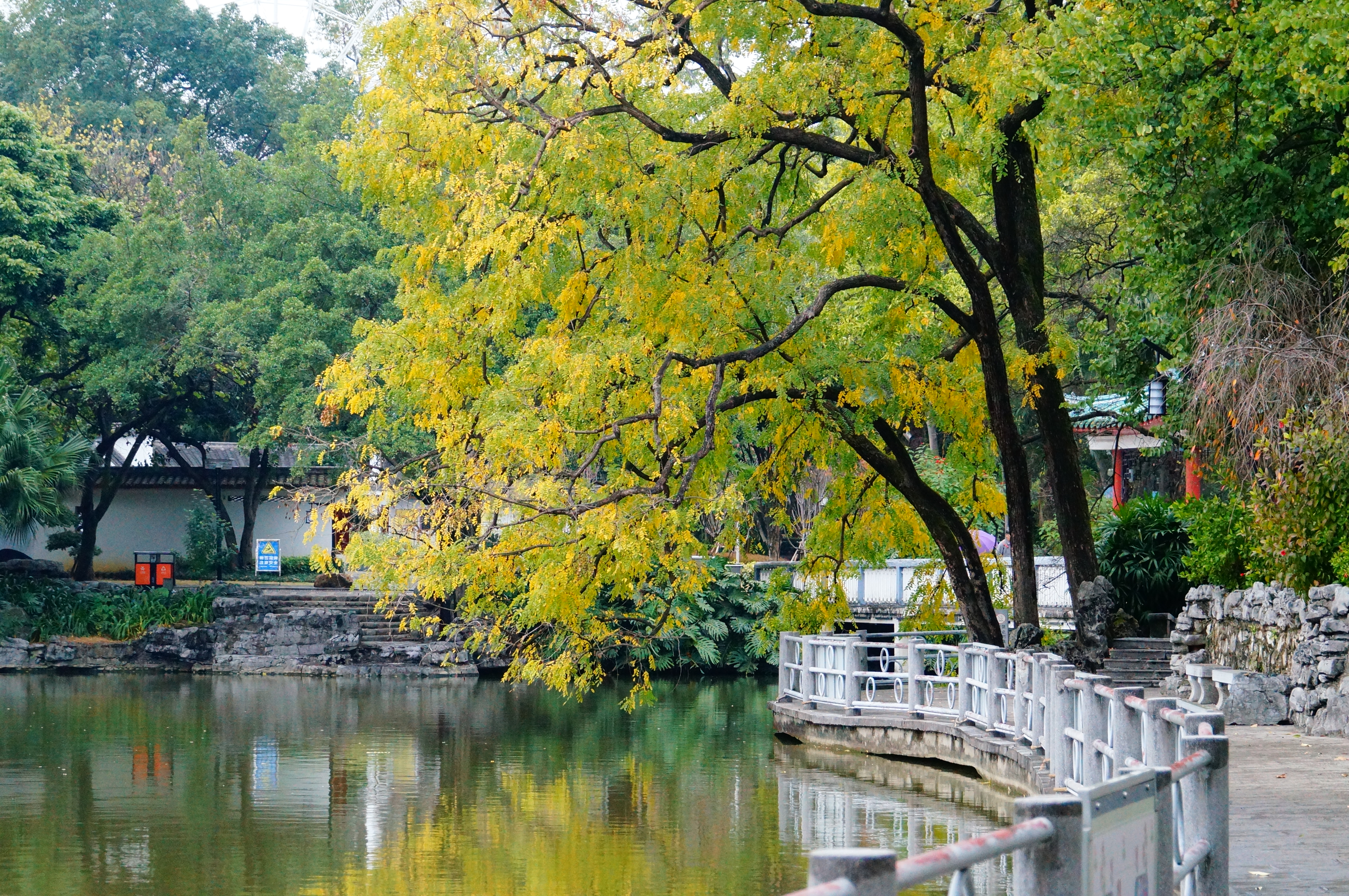 柳州的柳侯公园景色,柳州的秋天美景
