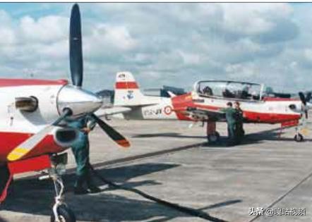 亚马逊巨嘴鸟,巨型巨嘴鸟