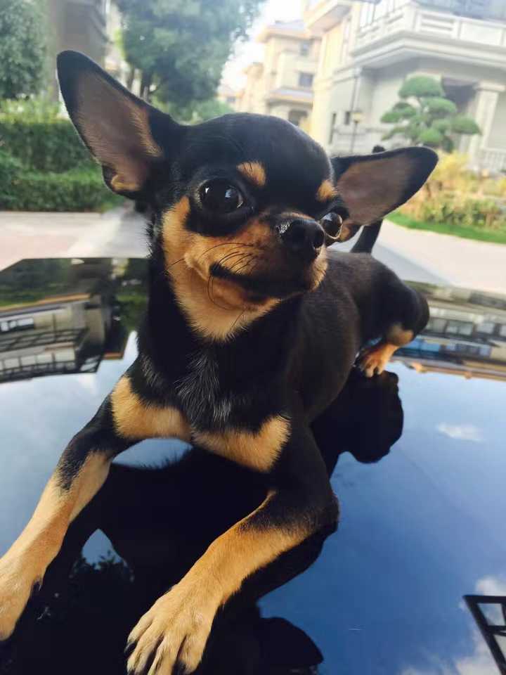 遇到恶狗攻击人如何自救,恶狗攻击人