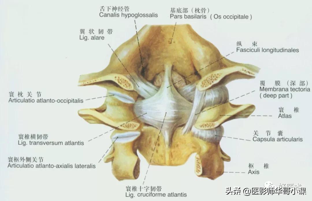 韧带解剖解说视频,韧带解剖图大全书