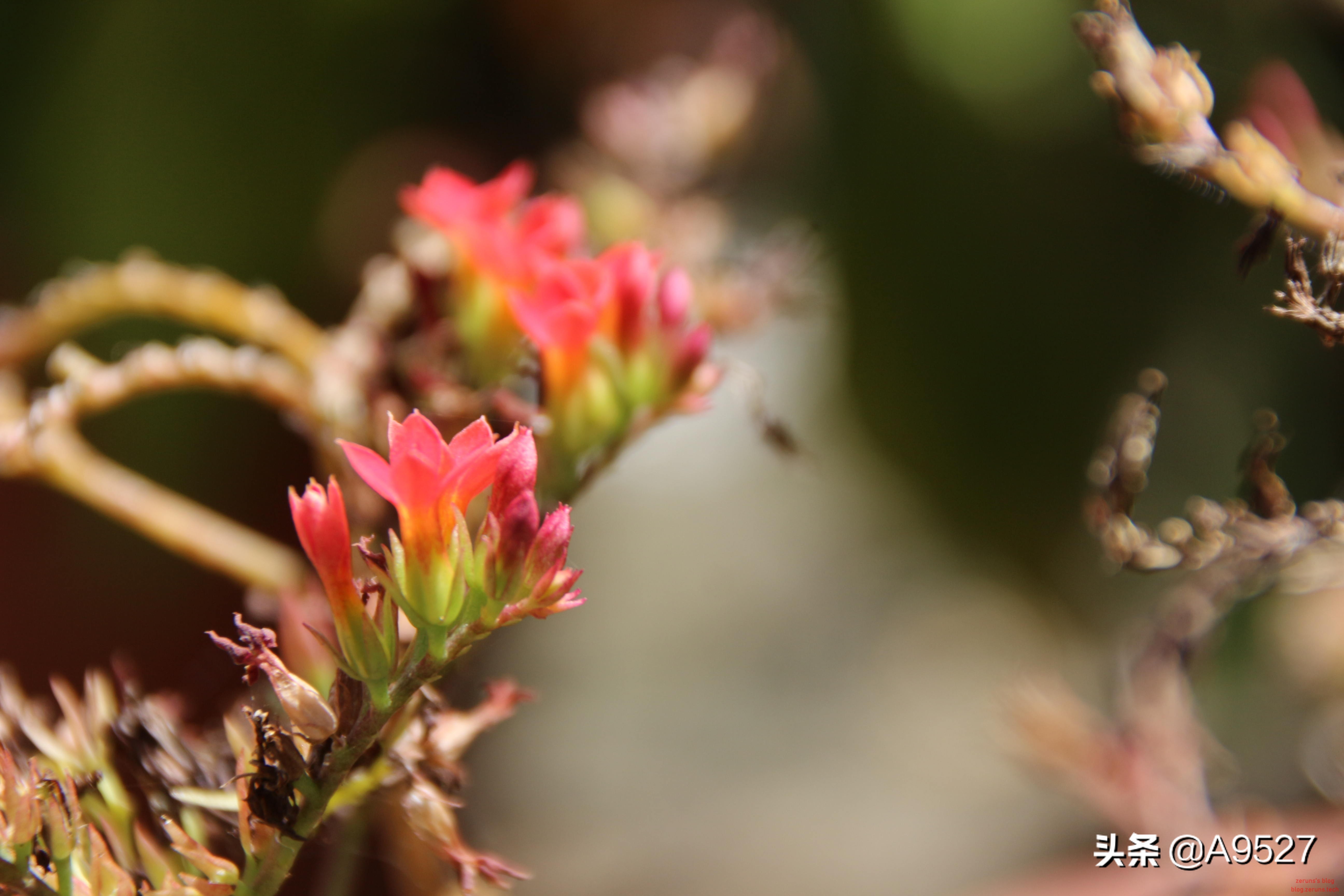 适马1770二代镜头素质如何,适马10-20镜头一代与二代