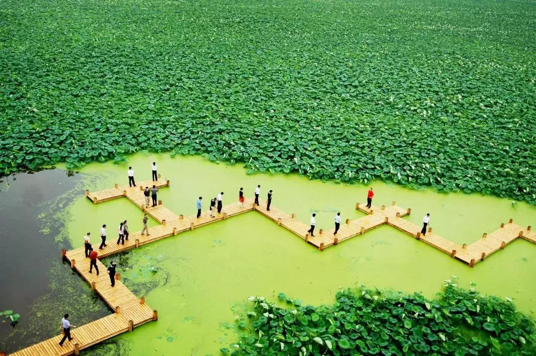 金湖荷花荡图片,金湖荷花荡介绍