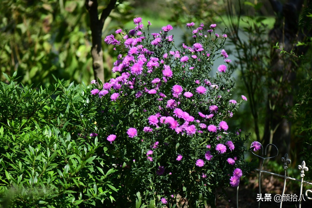 扶不起的绿植,扶不起的绿植视频