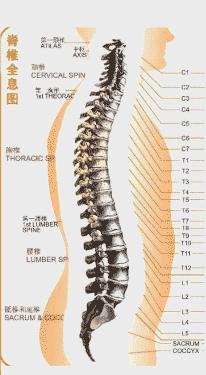 松腰体会和练功心得