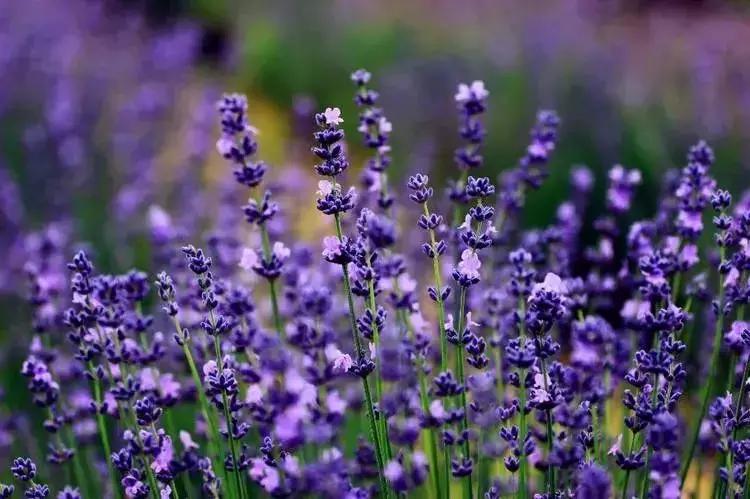 *京大南**塘金湖光山色一座真正地湖景别墅,静下来感受美好诗意生活