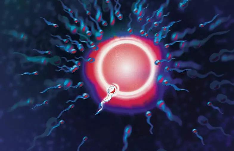 卵子发育至成熟排卵时间有长短吗,卵子排卵是在什么时期