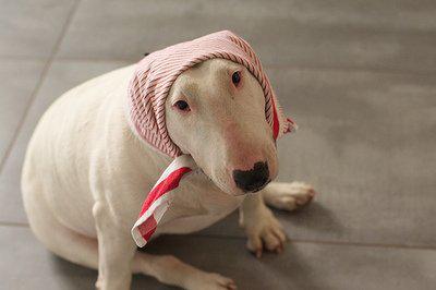 狗狗子宫蓄脓手术后三天危险期,狗狗也会得胰腺炎吗