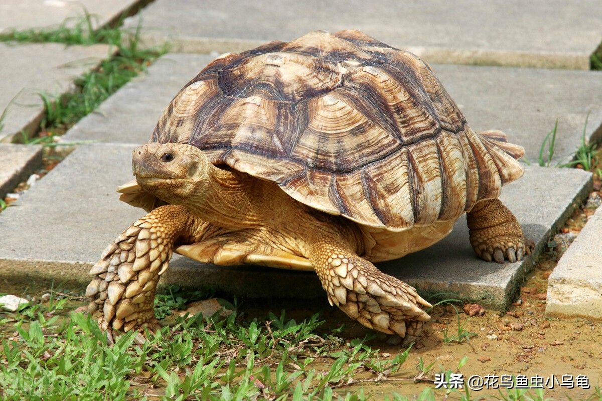 现在养乌龟要放多少水合适,养乌龟水要放几天才能给乌龟用