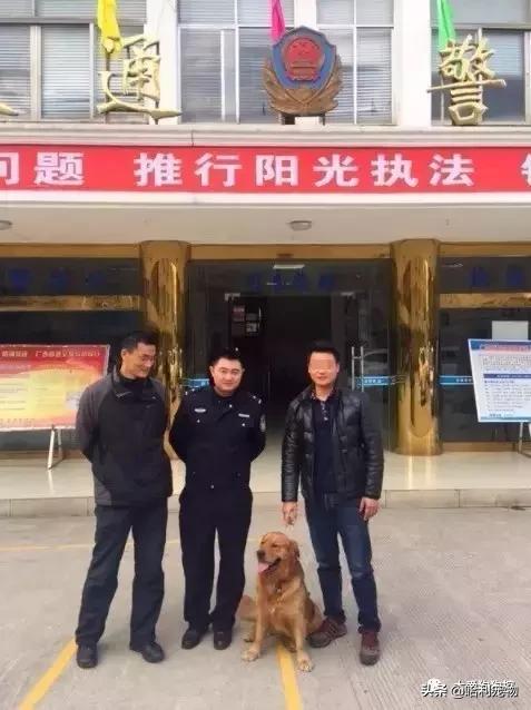 金毛犬聪明吗,德国牧羊犬聪明还是金毛犬聪明