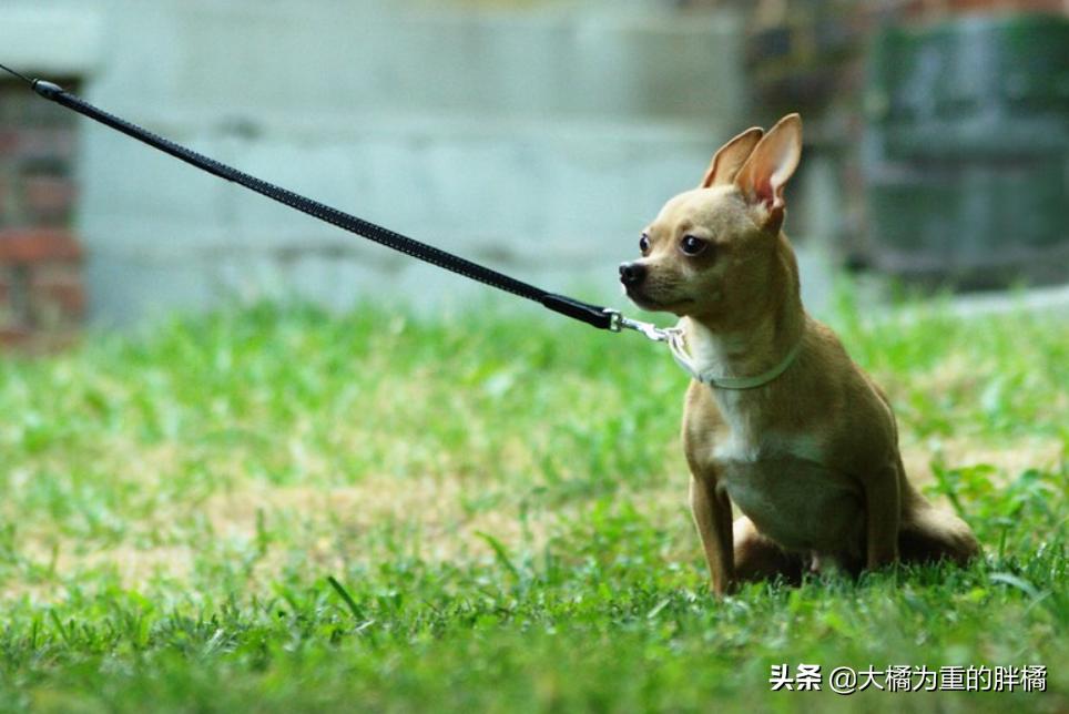 特好养的5种狗狗你不养一只吗,这七种狗狗非常好养