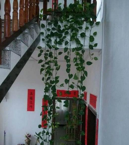 绿萝怎么样做才能好看呢,绿萝如何造型比较好看