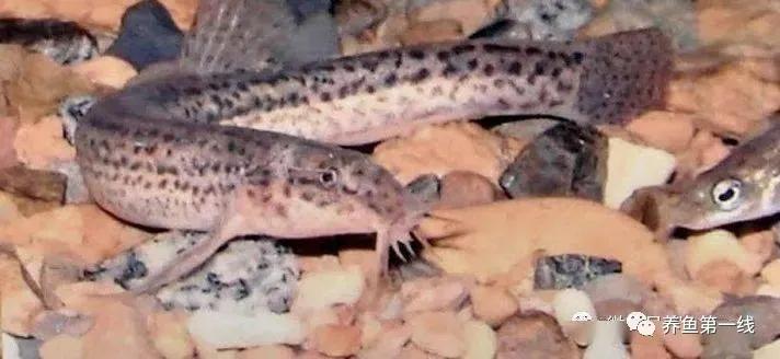 十种常见的水生动物,鳅科动物图片