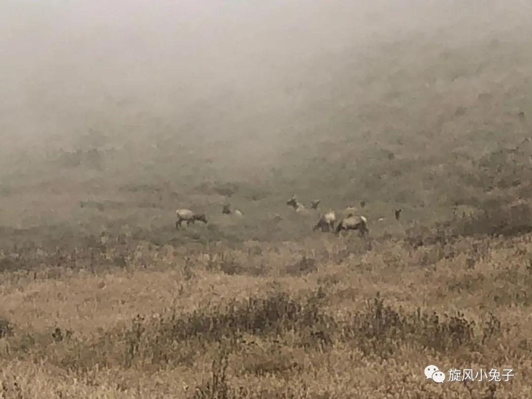 加州沿海1号公路自驾游散装系列（一）：阳光北加的金山依旧