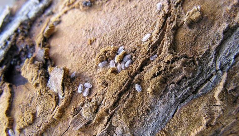 套袋梨病害,套袋苹果虫害