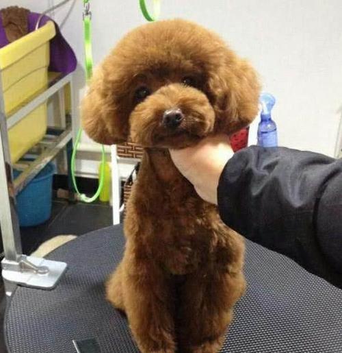 泰迪容易调皮爱咬来咬去,泰迪兴奋咬主人手