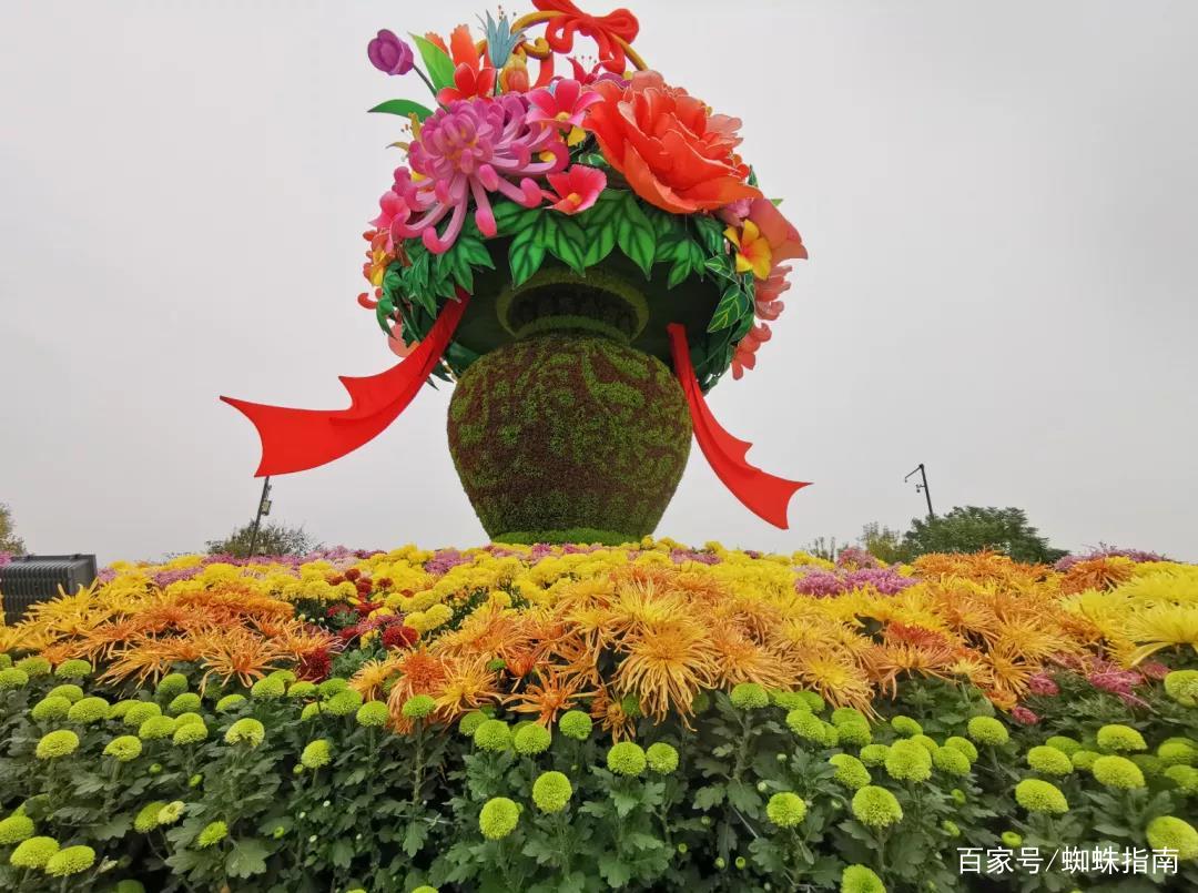 重阳节赏菊正当时，推荐国内这9个地方的赏菊好去处，沉浸式赏花
