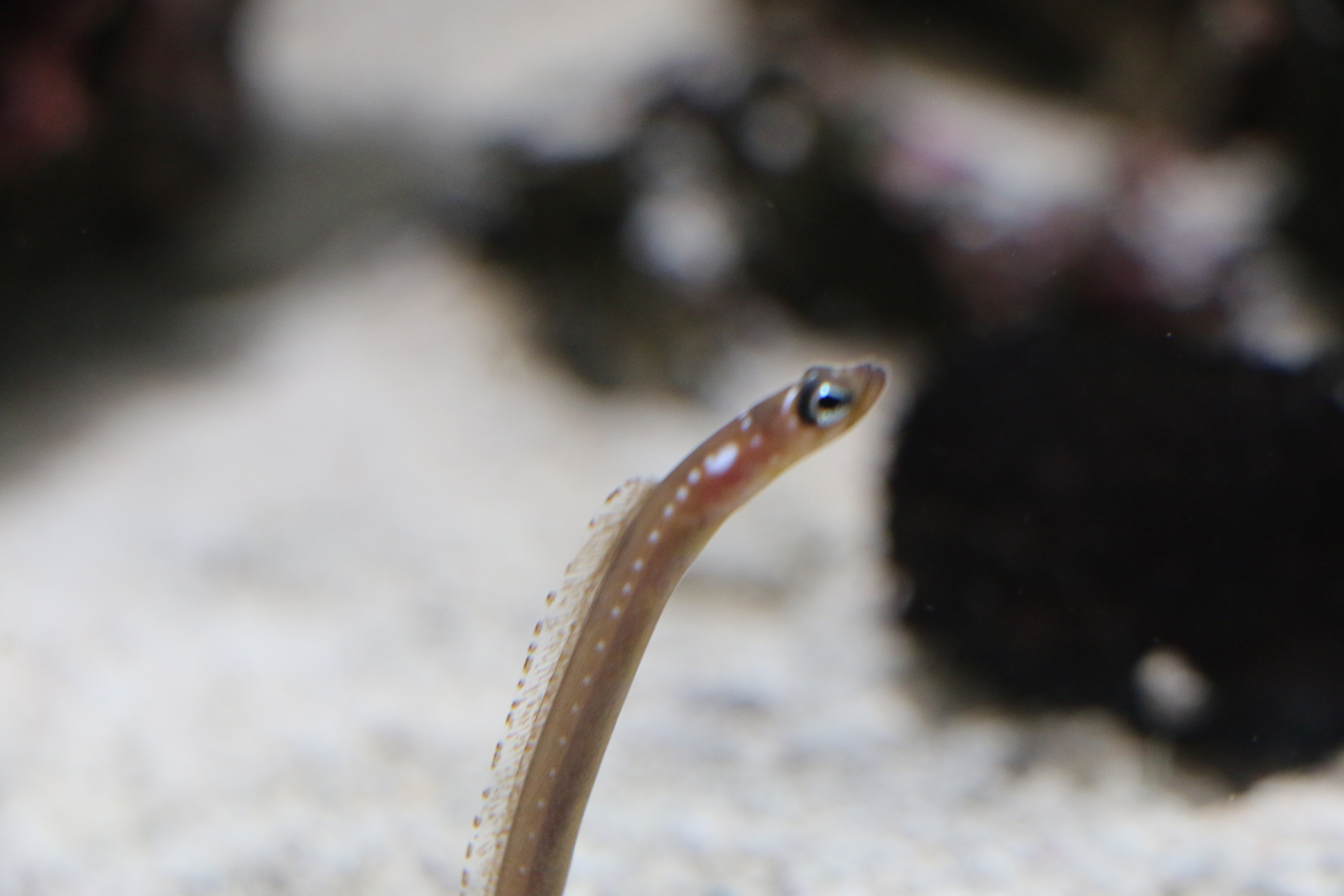 日本奈良自由行详细攻略,日本大阪京都自由行路线