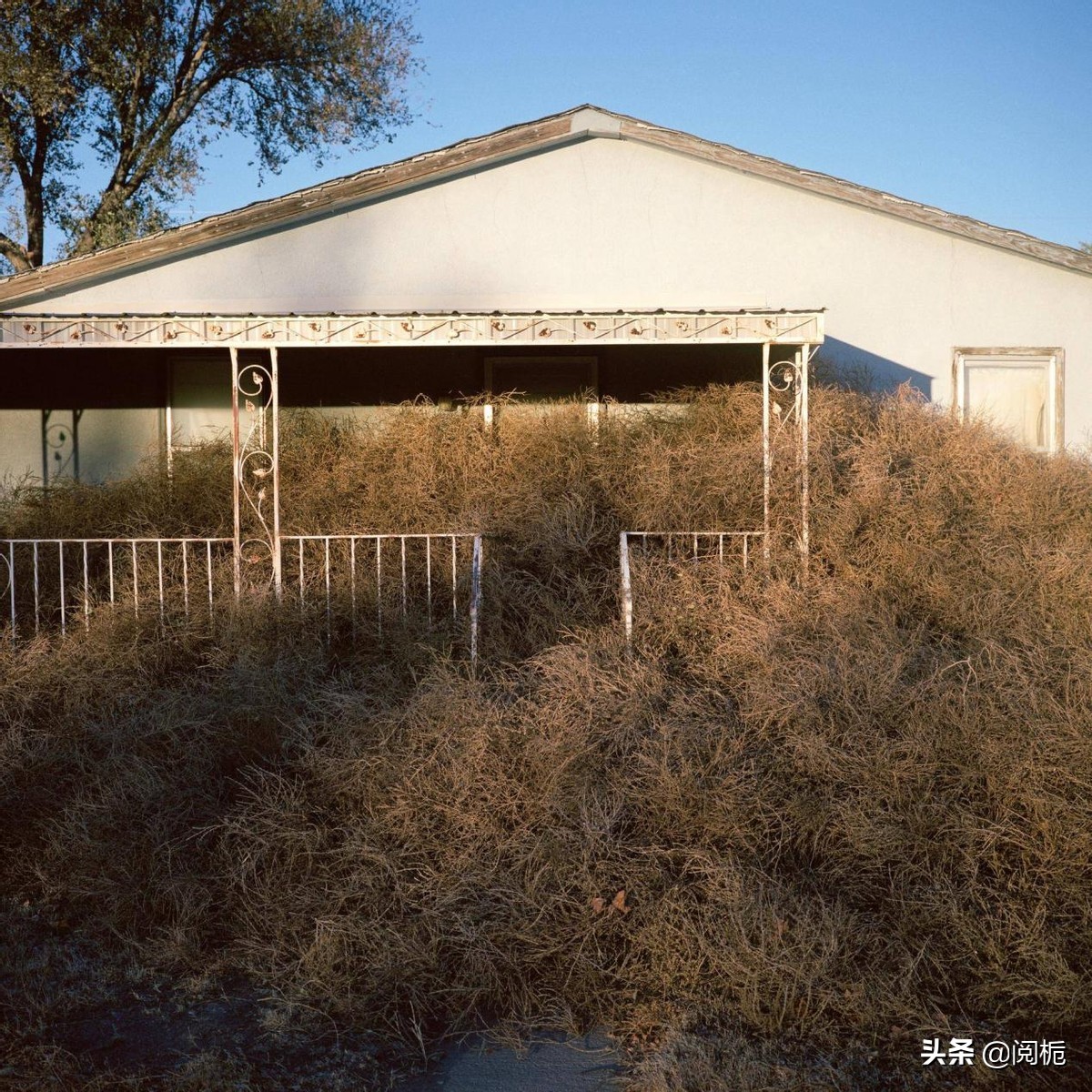 外来入侵物种，除了加拿大一枝黄花、小龙虾，你还知道哪些？