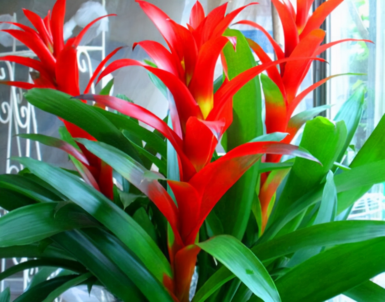 客厅散光适合养什么花,什么花适合常年放在散光阴凉处