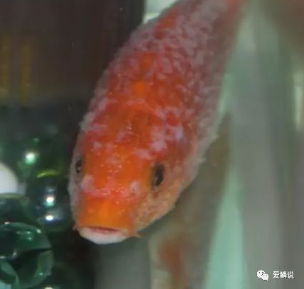 水花发霉怎么处理,水花鱼苗长水霉什么原因