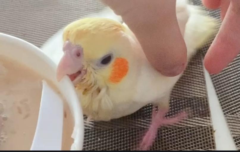 鹦鹉发抖羽毛蓬松嗜睡拉稀,鹦鹉发抖有点拉稀