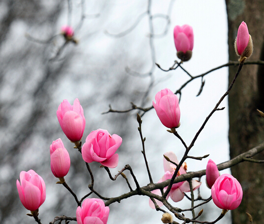 品诗中的意境,品诗句悟诗情