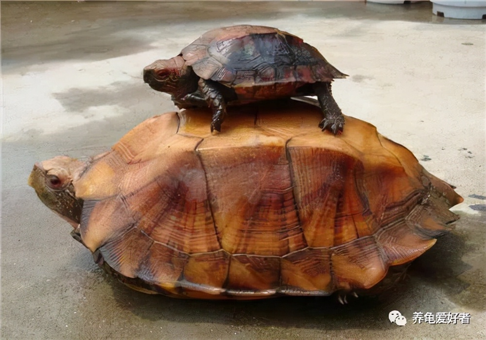 龟缸里的水很脏为什么一点都不臭,龟缸油膜有危害吗