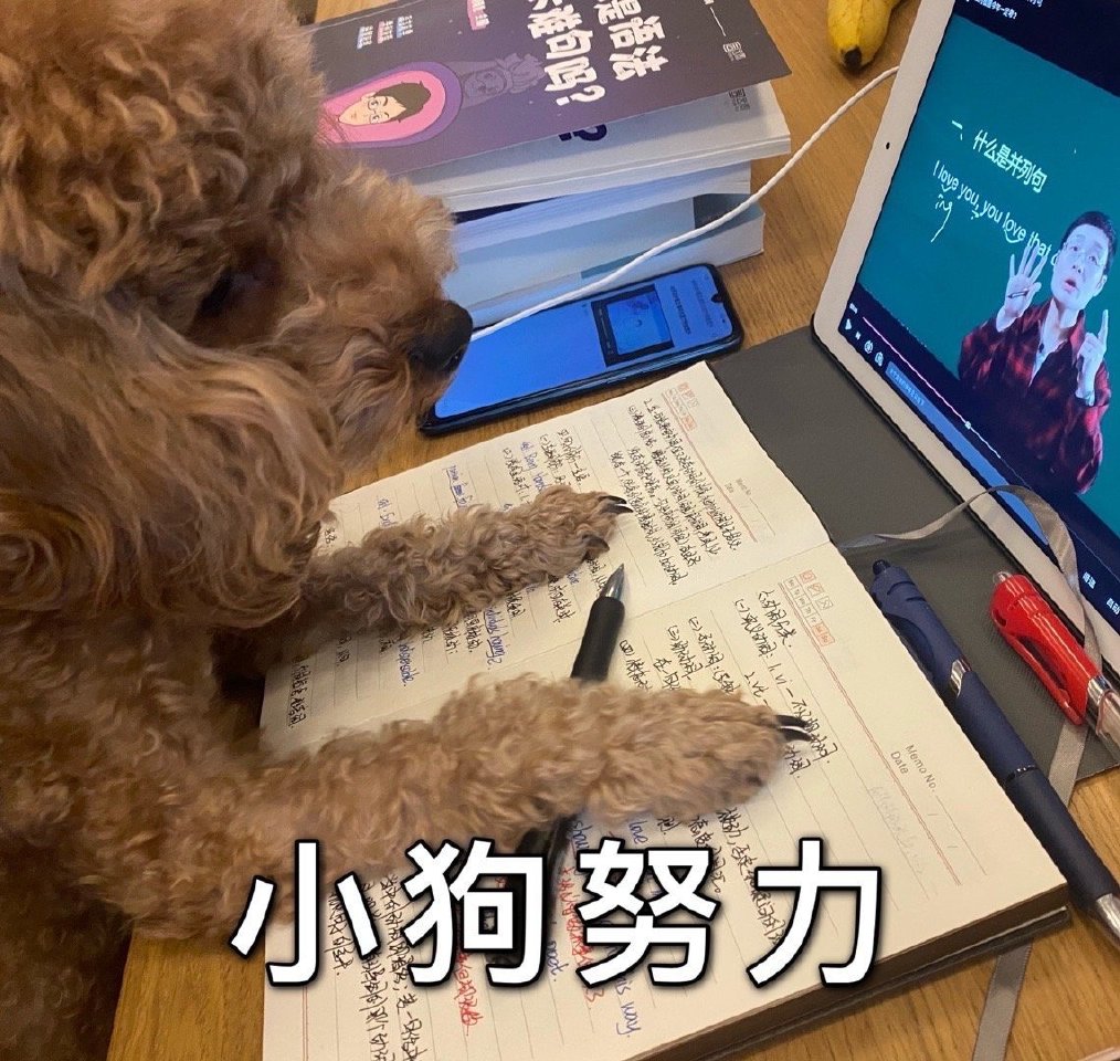 期末周｜学习*党**-换上最符合读书人心态的头像，萌宠辣妹表情包