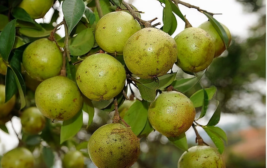 现在正值油柑采摘季节,山茶油采摘季节