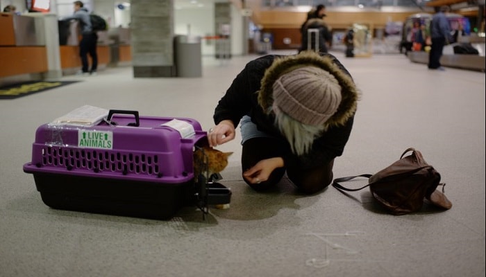 带猫咪回农村老家跑丢了怎么办,带猫咪出去玩跑丢了怎么找回来