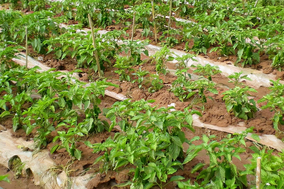 女大学生返乡创业开农庄,女大学生回村创业变成富婆